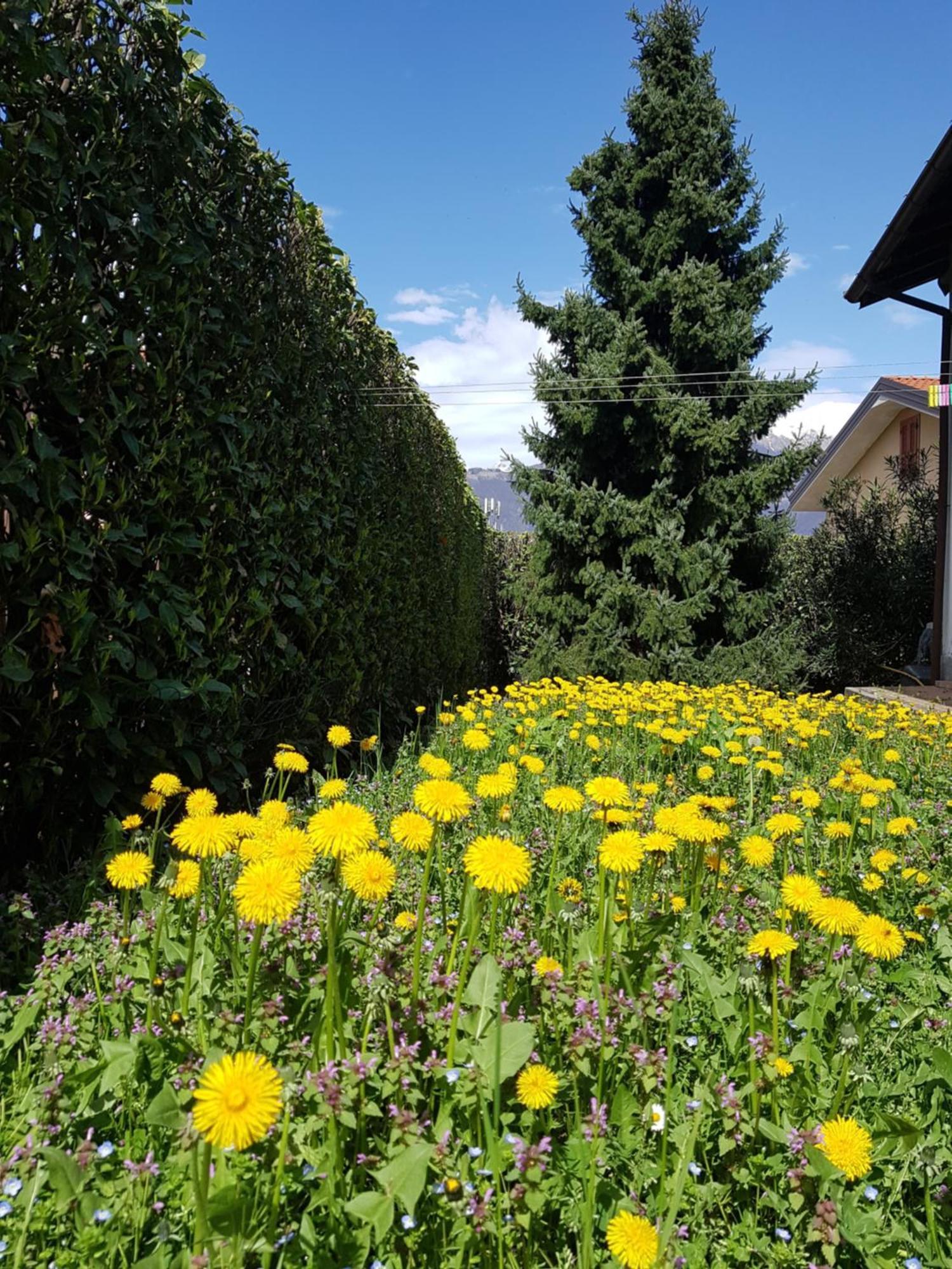 Villa Iris -Pet Friendly Stay - Garden - Private Parking- Bike Friendly Holiday House Colico Exterior foto